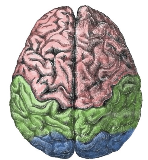 brain2