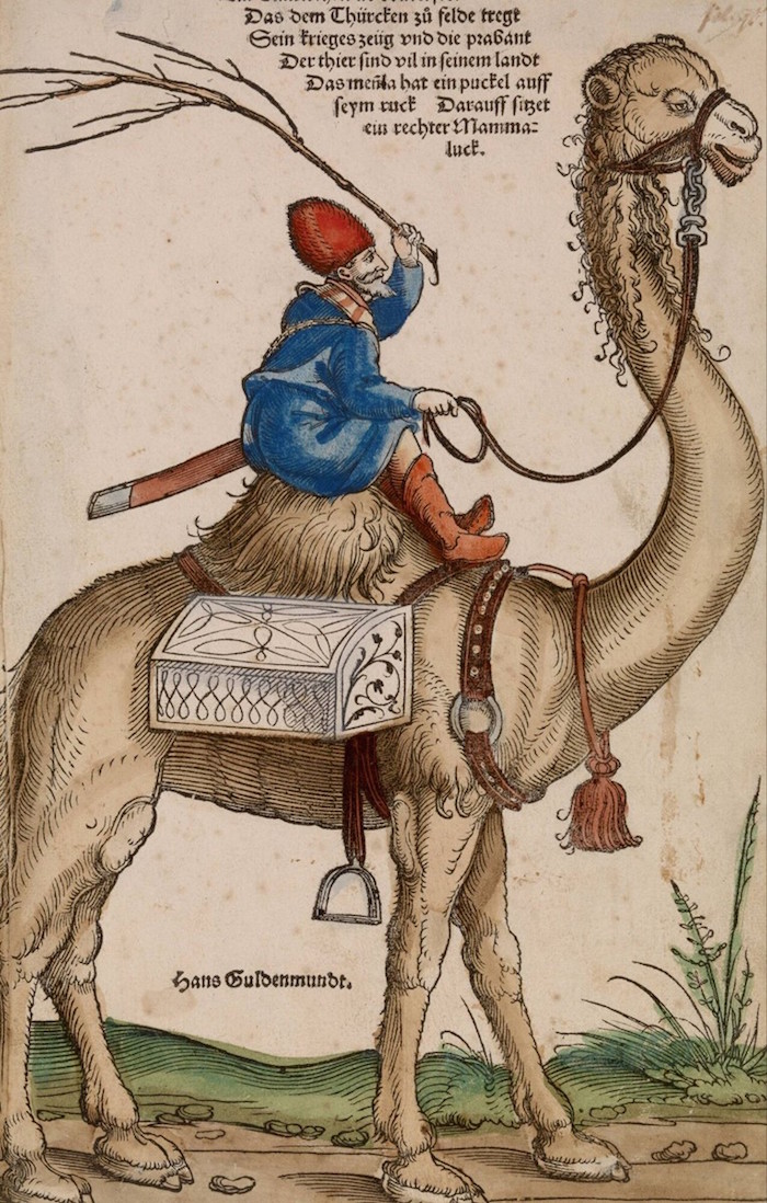 schon rider on a dromedary