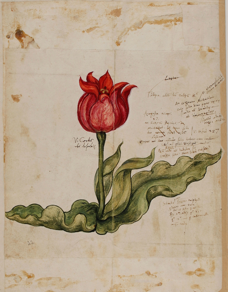 tulip