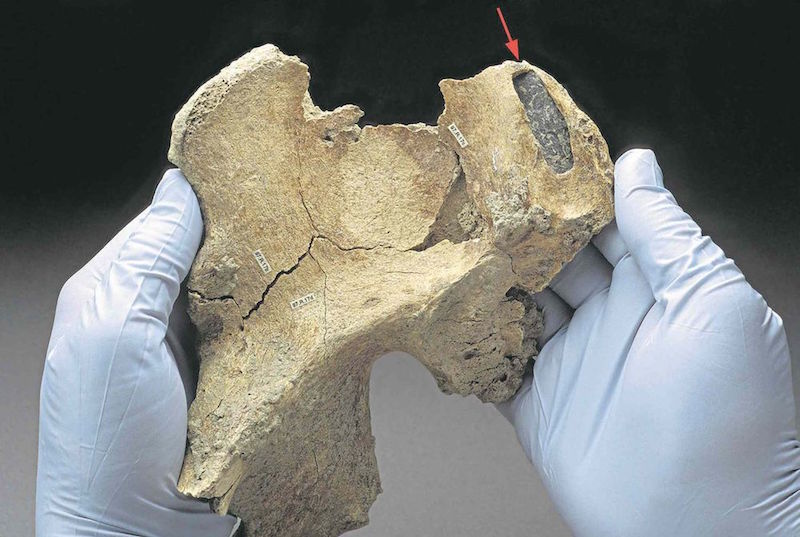 kennewick man bone