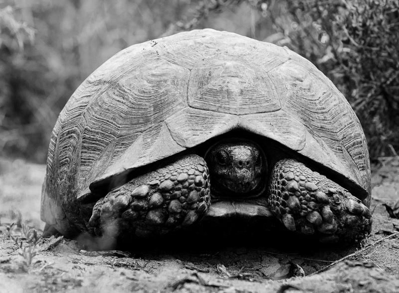 tortoise 1
