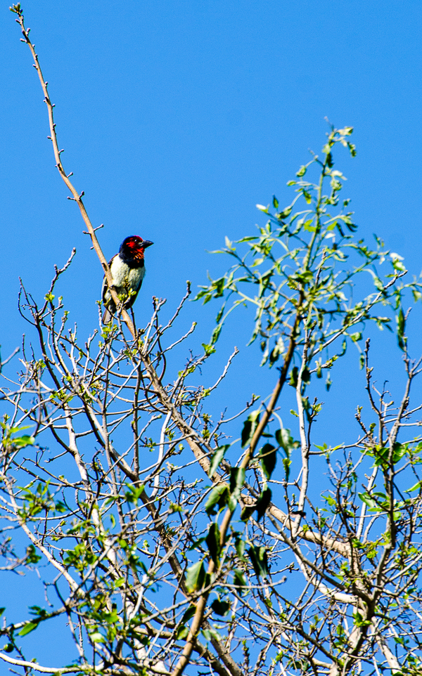 black collared barbet