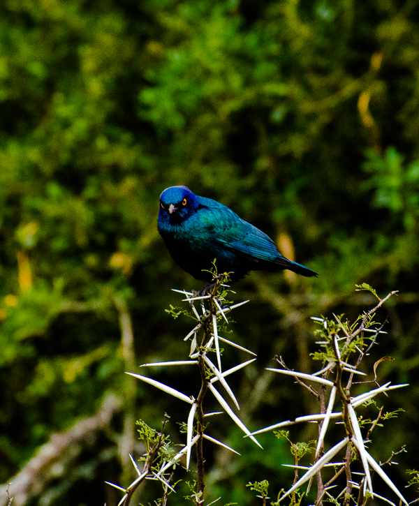 cape glossy starling
