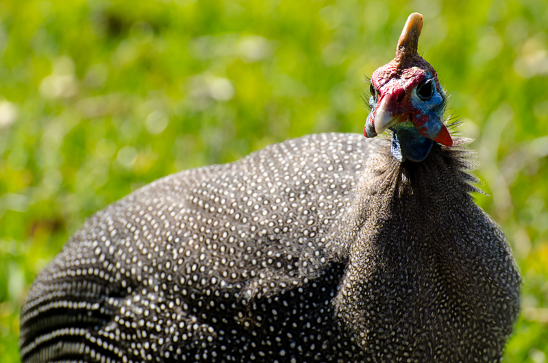hemeted guineafowl