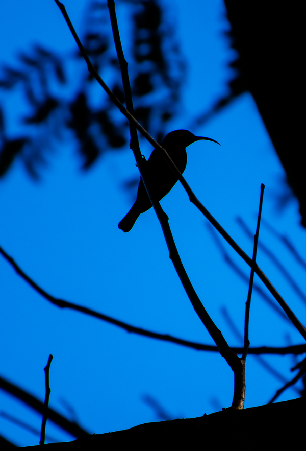 scarlet chested sunbird