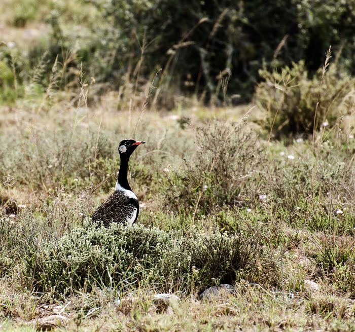 southern black korhaan