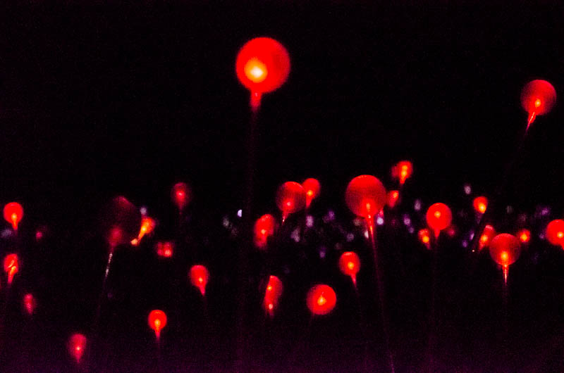 Field of Light 8