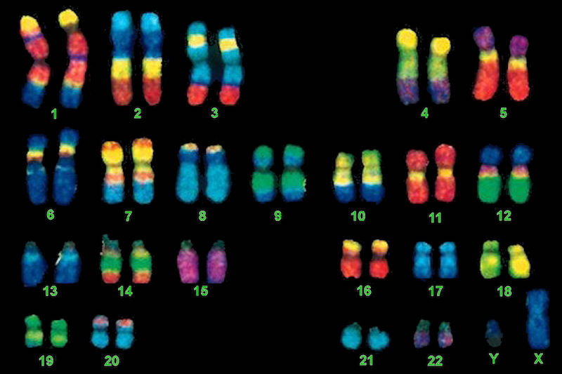 Human chromosomes
