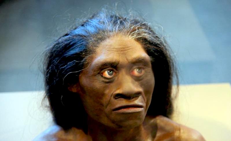 Homo Floresiensis, adult female,John Gurche, National Museum of Natural History