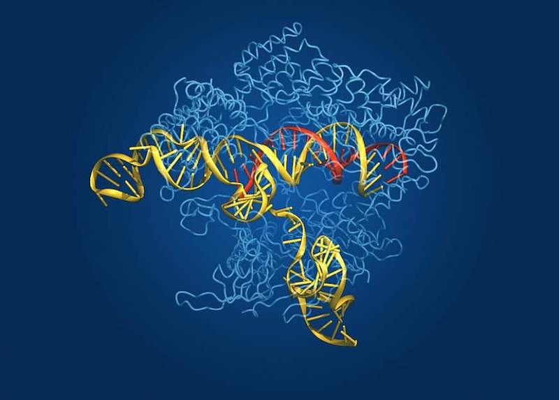 Crispr-Cas9