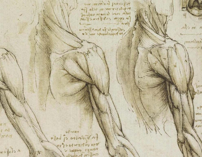 Leonardo Muscles of the shoulder