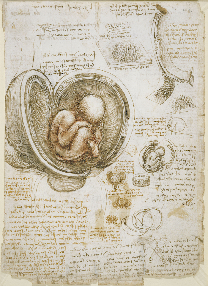 Leonardo Studies of the foetus in the womb