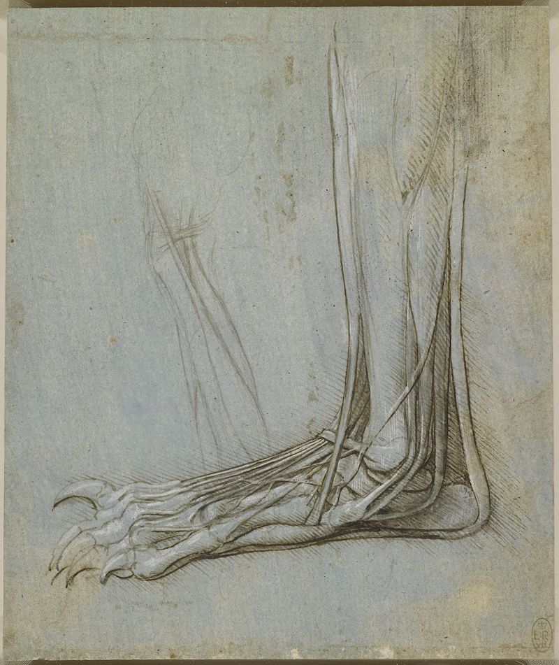 Leonardo The foot of a bear