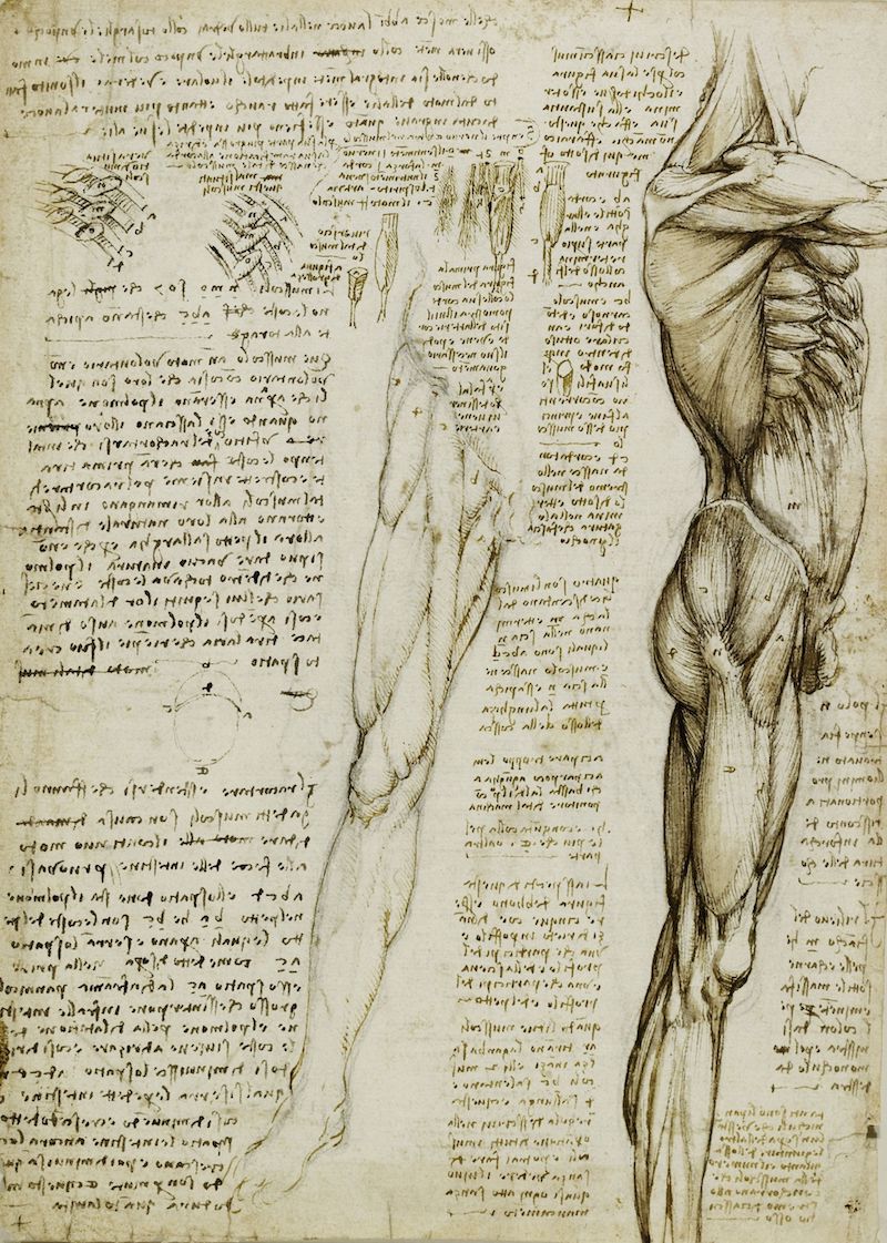 Leonardo The muscles of the leg