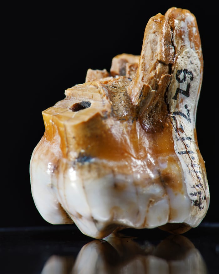 Molar tooth from Denisova cave