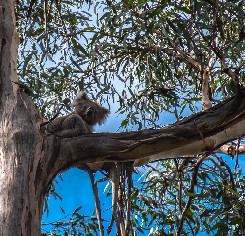 Great Ocean Road-12