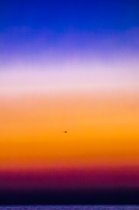 Bird in a Rothko