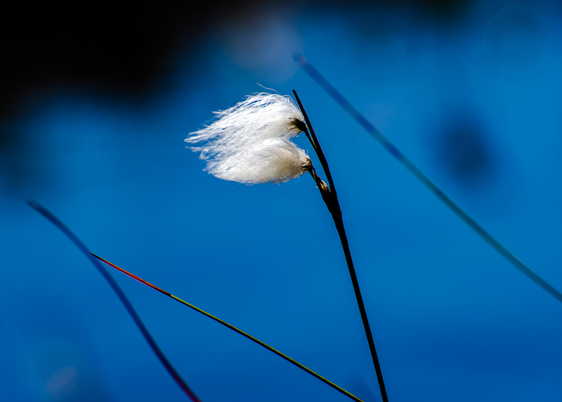 Cotton grass