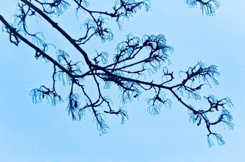 Winter branch