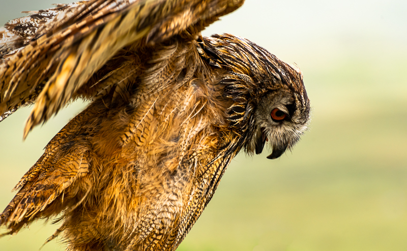 Eagle owl